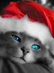 pic for Christmas Cat